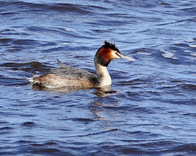great crested grebe